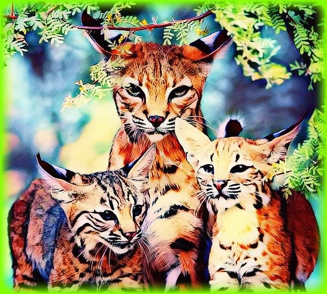 I love beautiful cat's.
