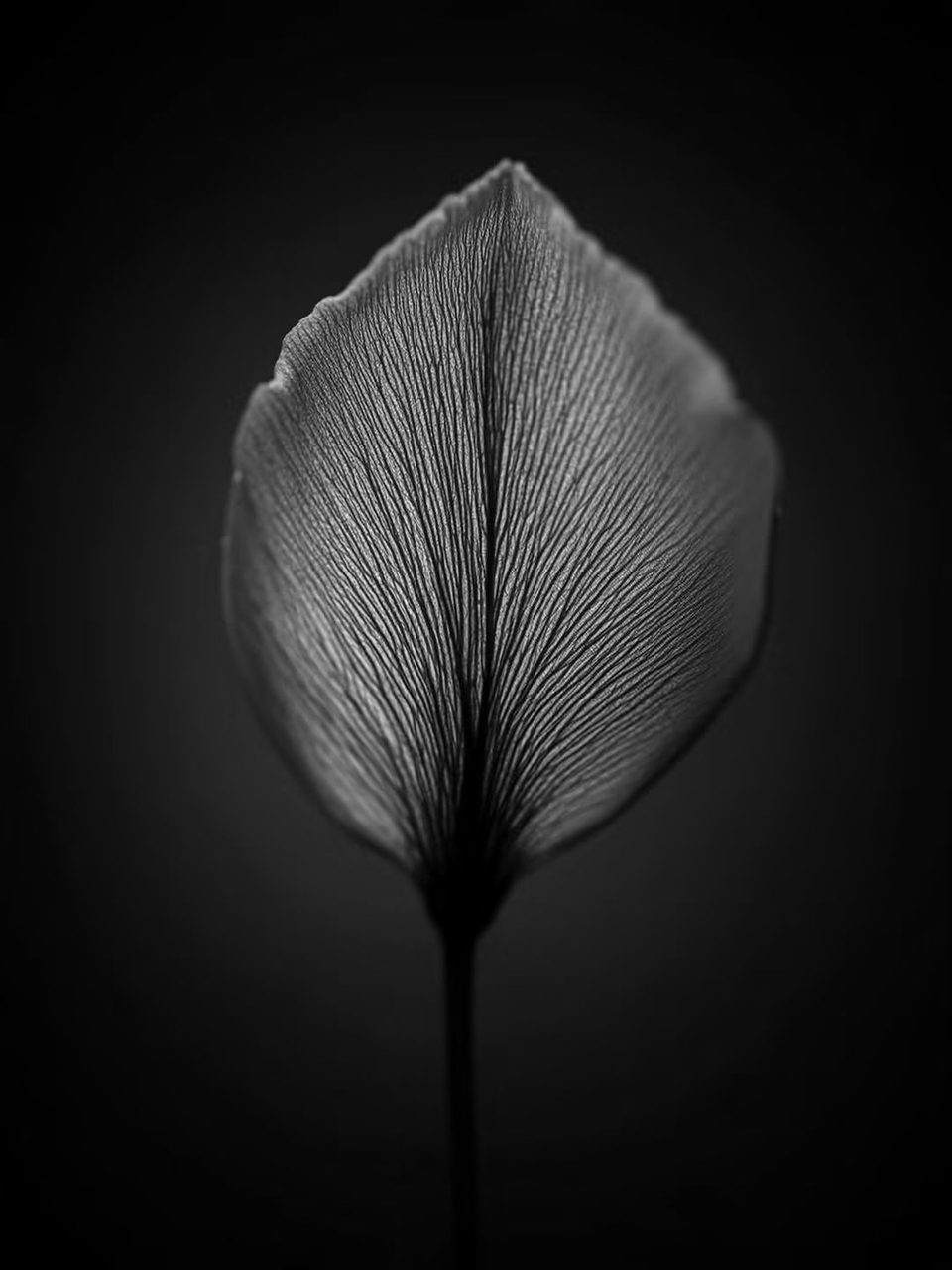 sfondi grey, closeup