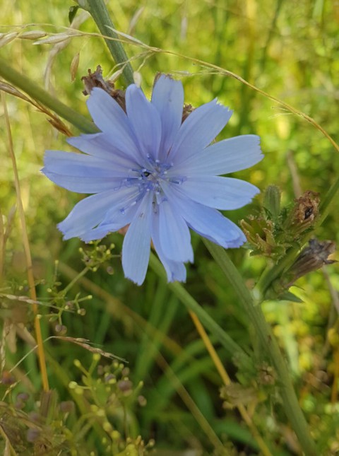 delicate blue flower