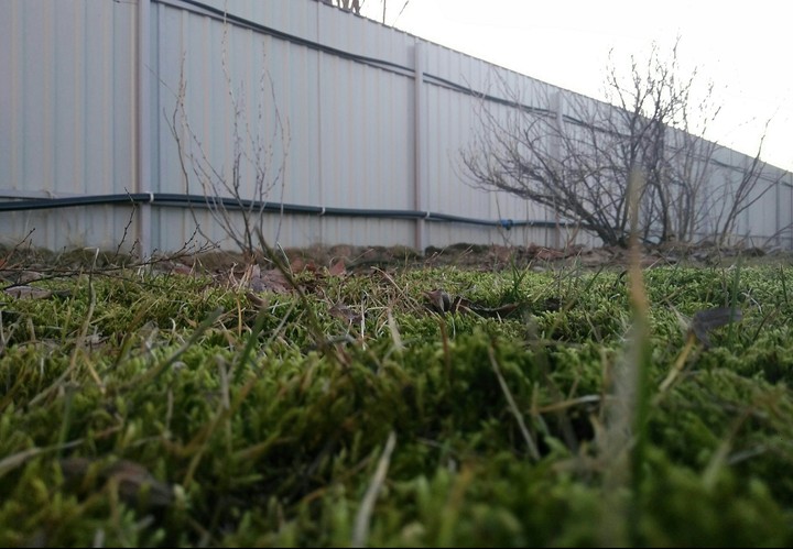 Grass