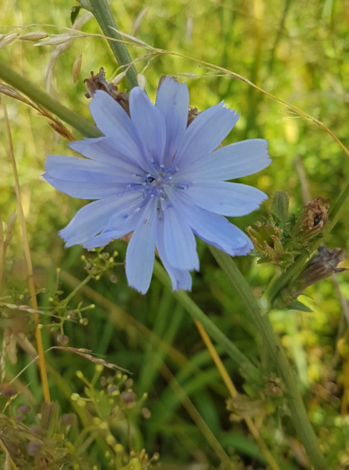 delicate blue flower