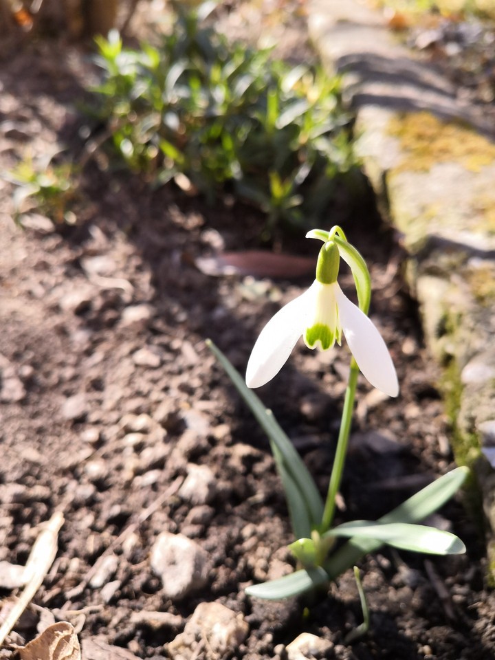 snowdrop
