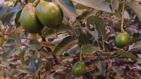 обои fruit, food