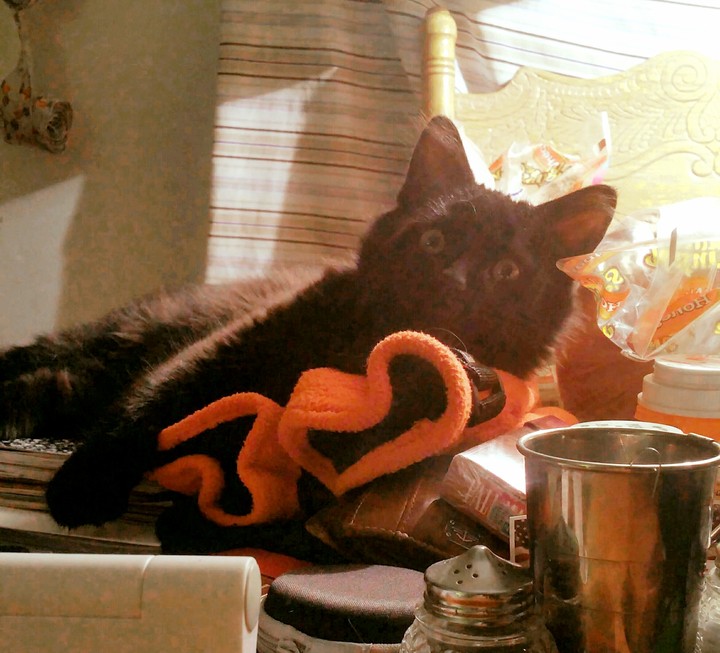 Mischief in one of many poses. 