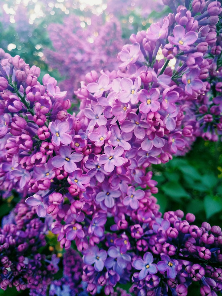 Lilac