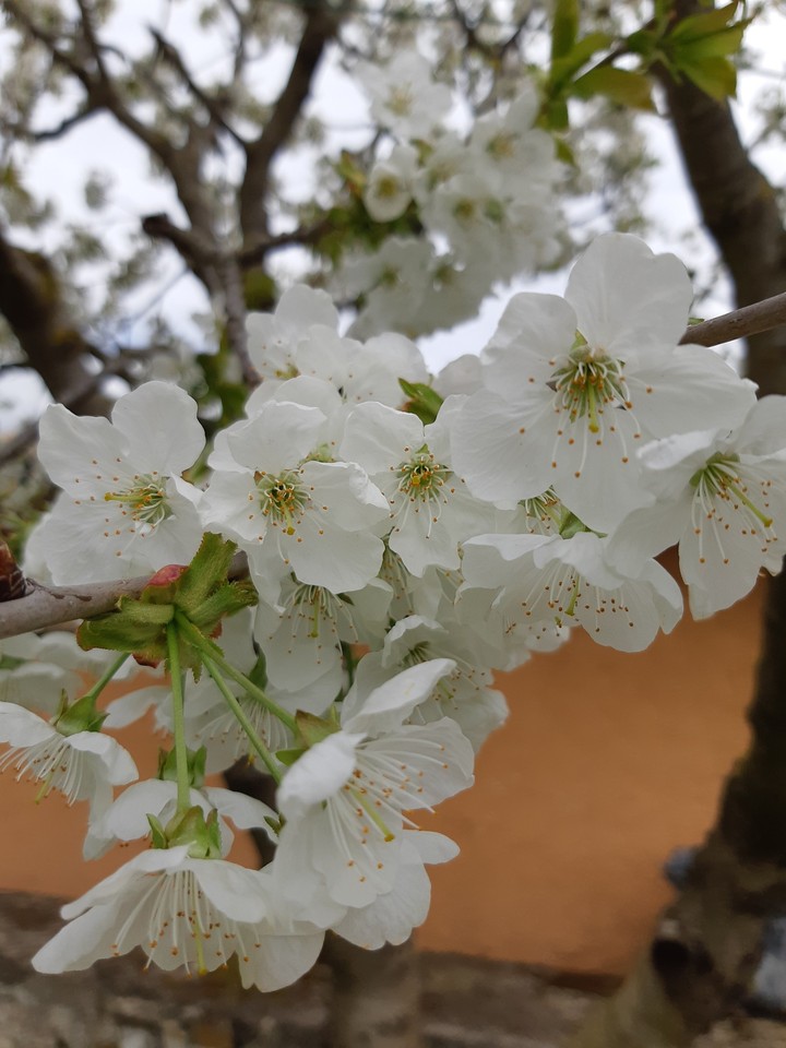 cherryblossom