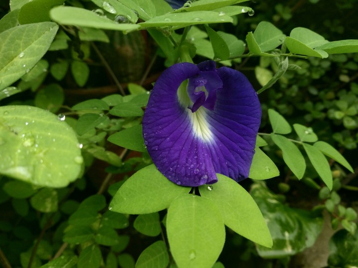 single petal Flower
