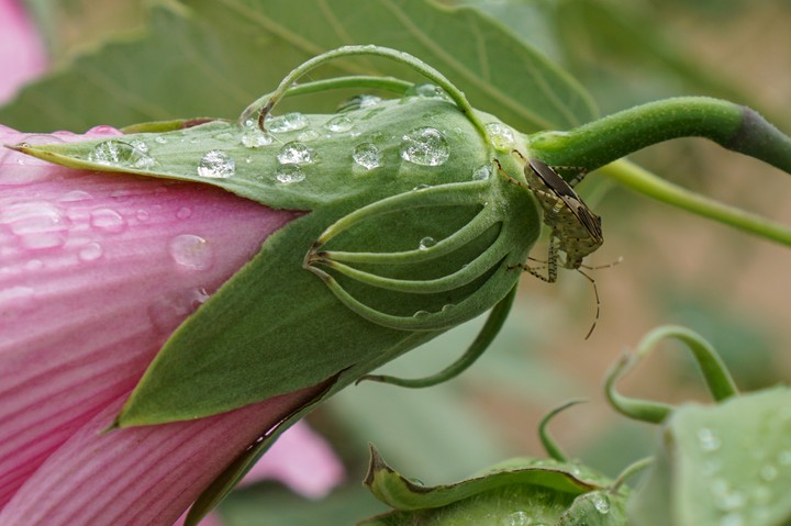 flower and bug