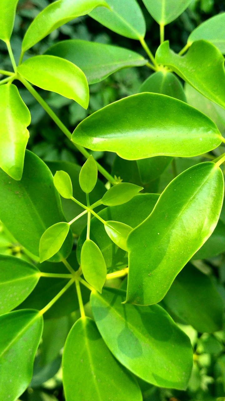 go green