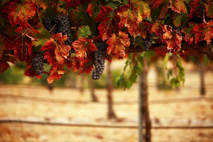Vineyard