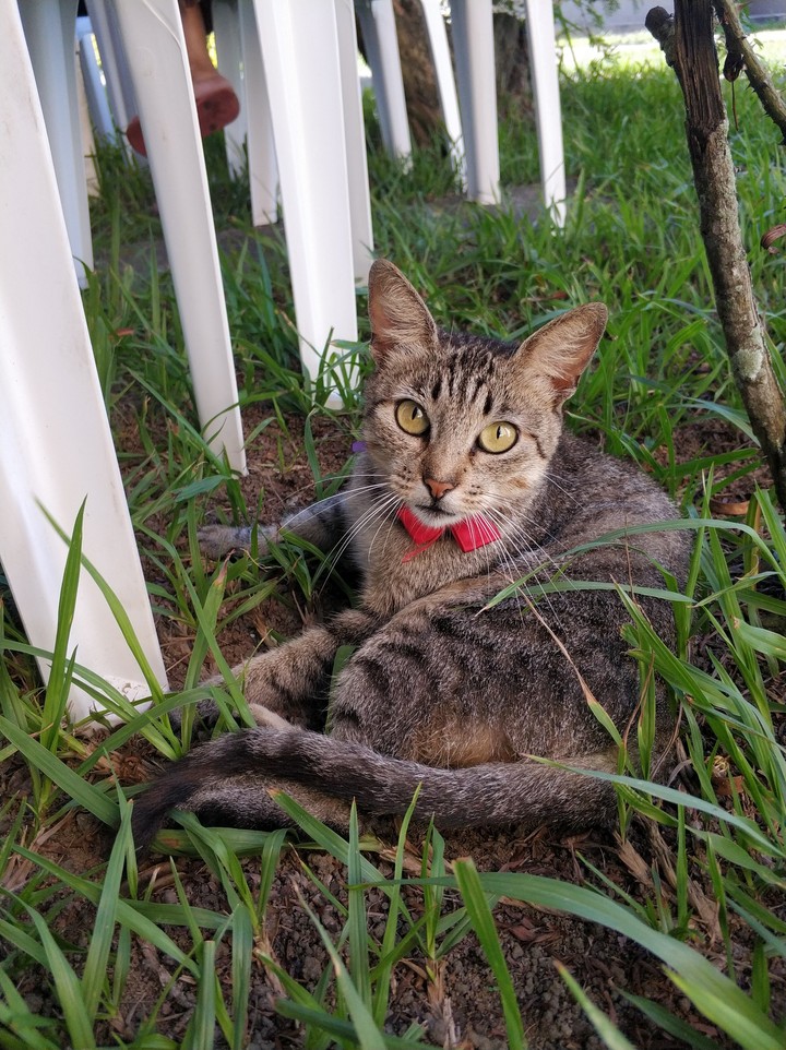 Pretty Cat