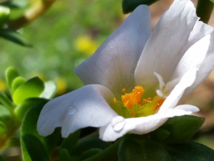 Flower and water drop
