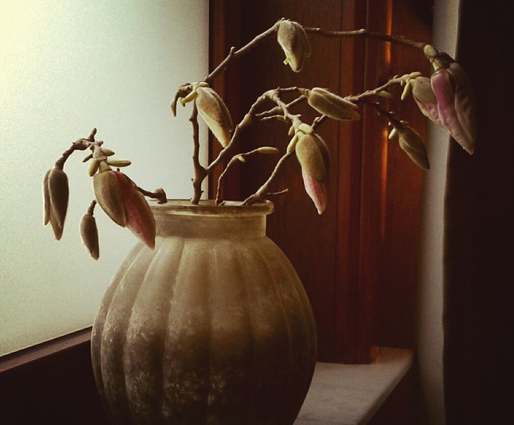 magnolia
