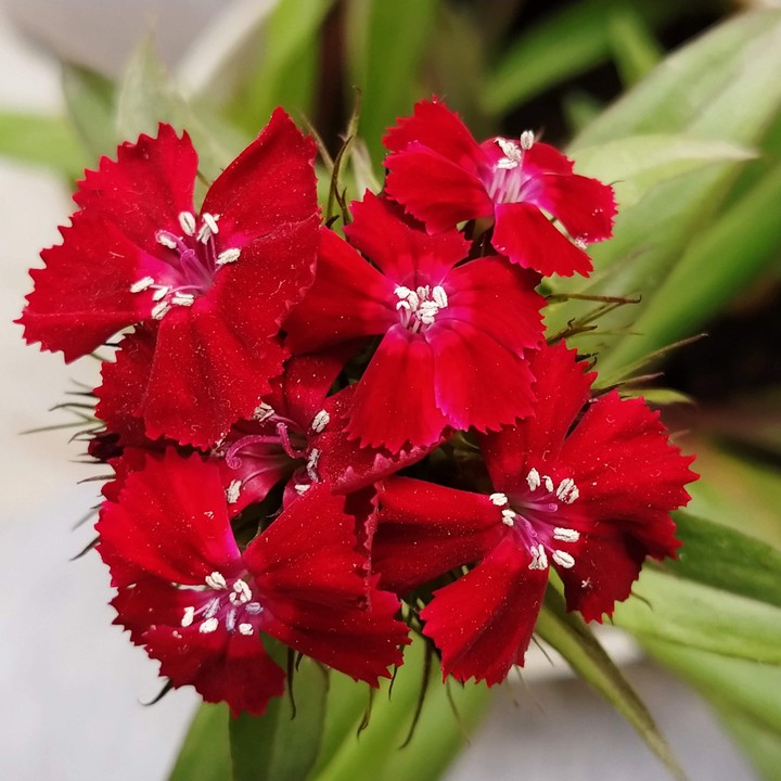 flower's