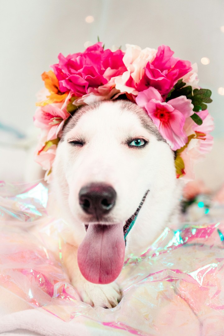 happy dog