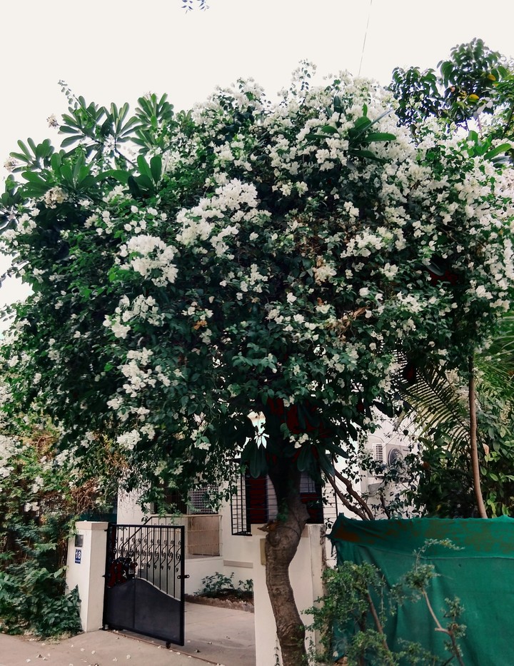 Clicked at Pune, India
