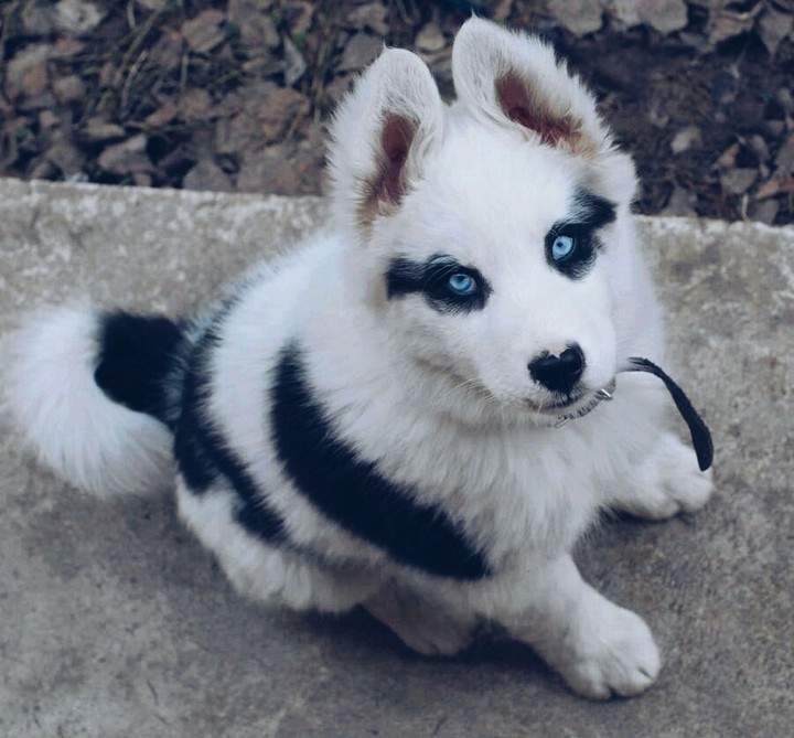 Siberian Husky