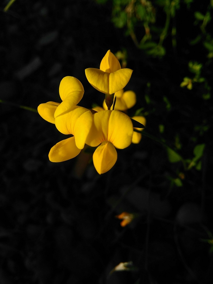 Sunlit flower 