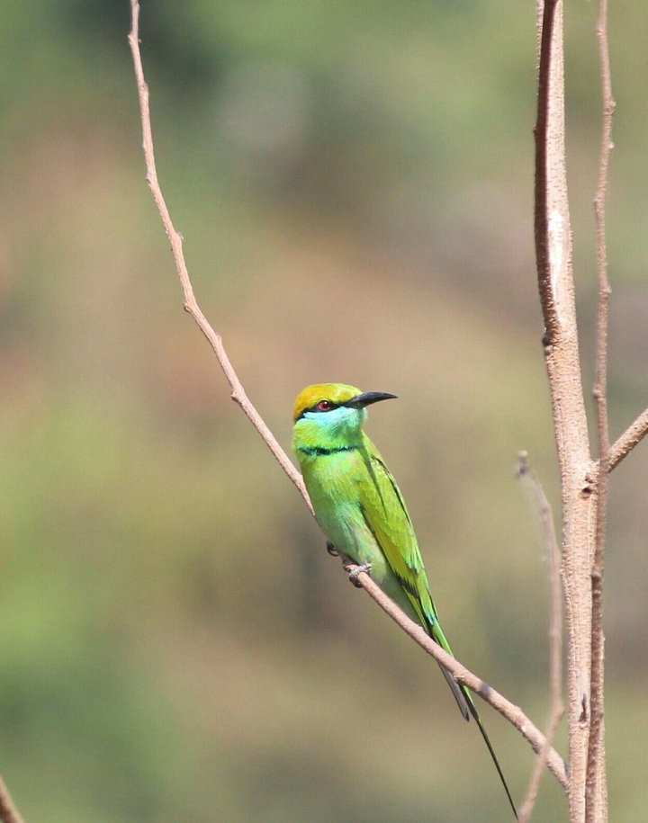 #bird