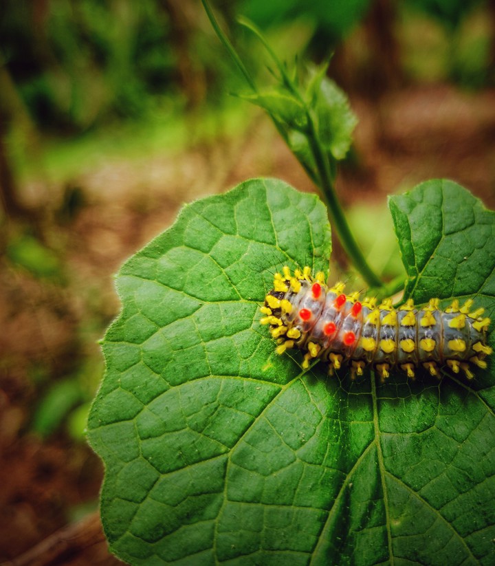Metamorphosis