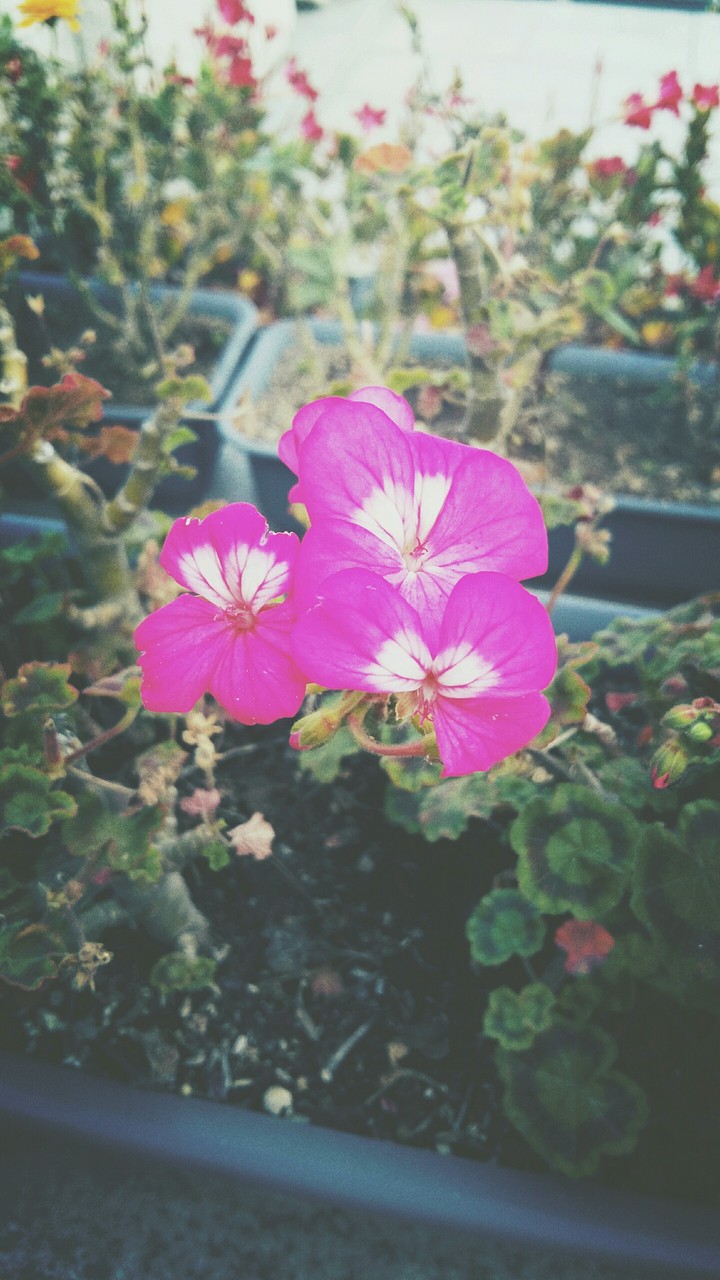 pink flower