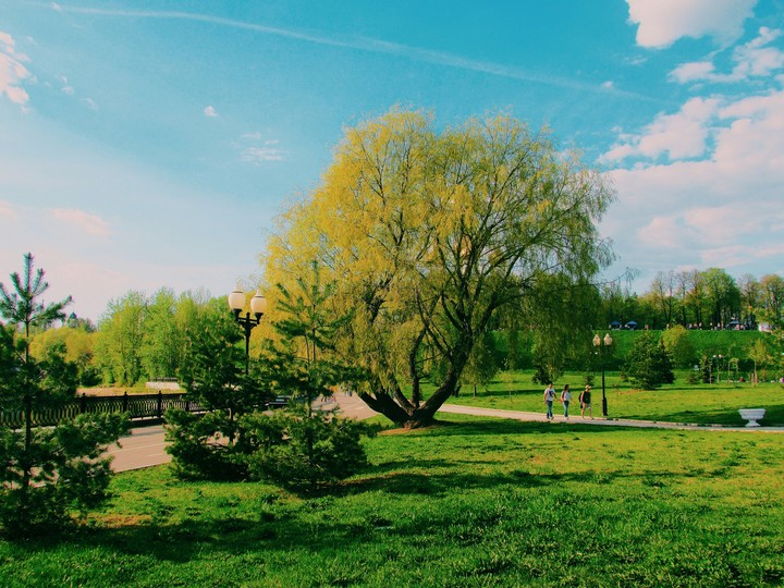 Tree