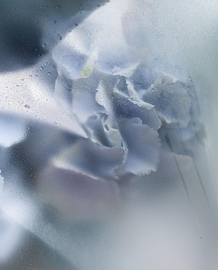 Hydrangea