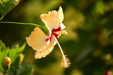 Shining in the sun