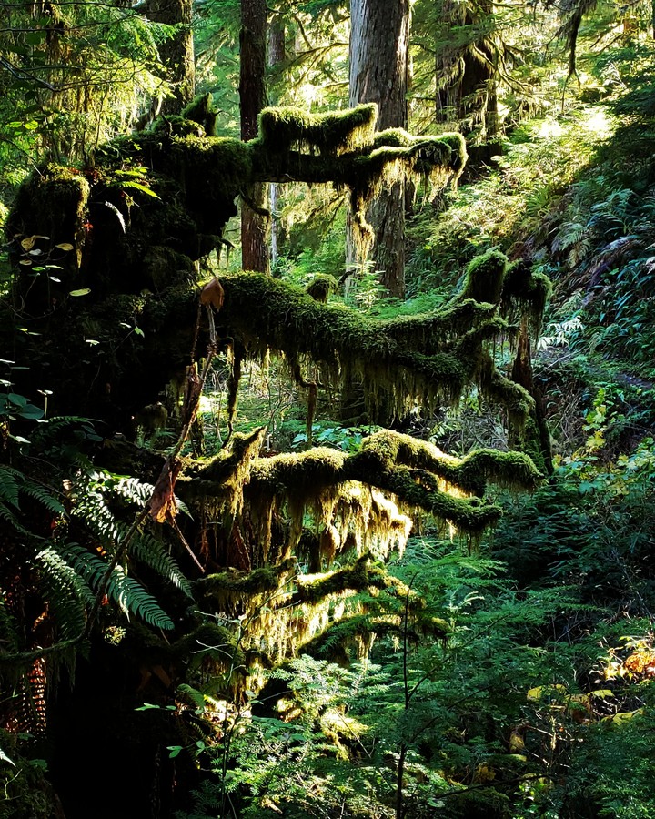 moss trees