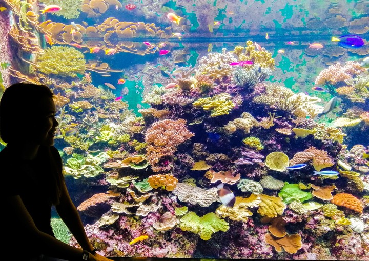 sea aquarium