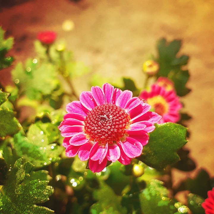 flower for pooja