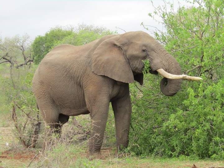 elephant