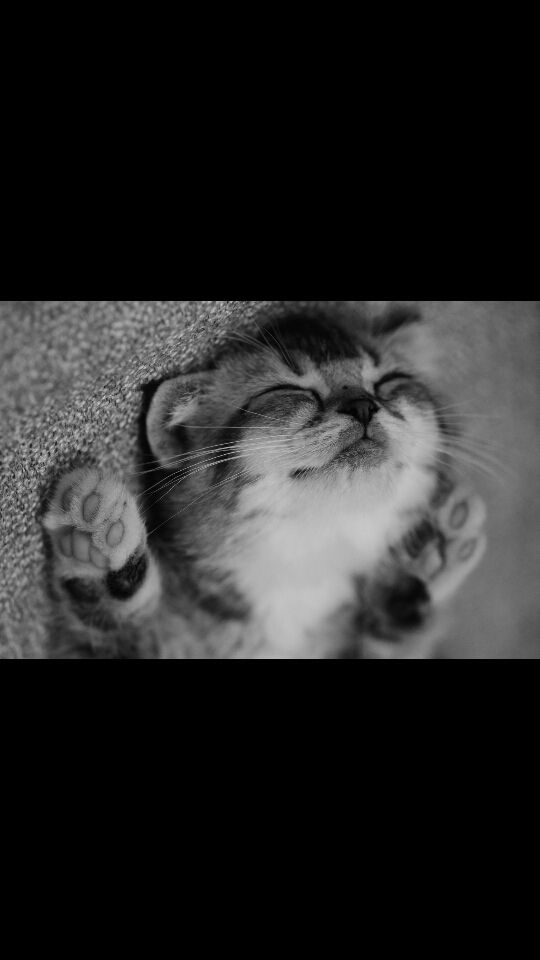 sleep cat