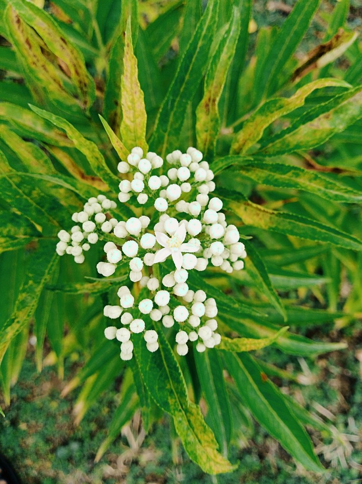 small beauty