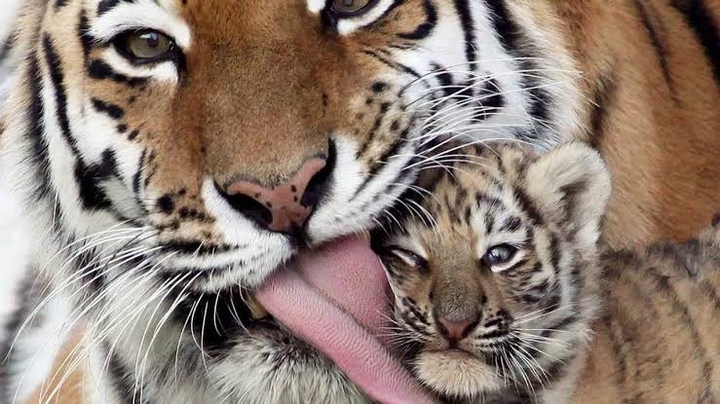 Tigers