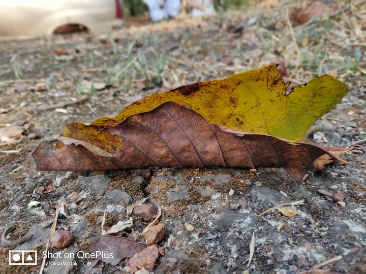Dry leaf