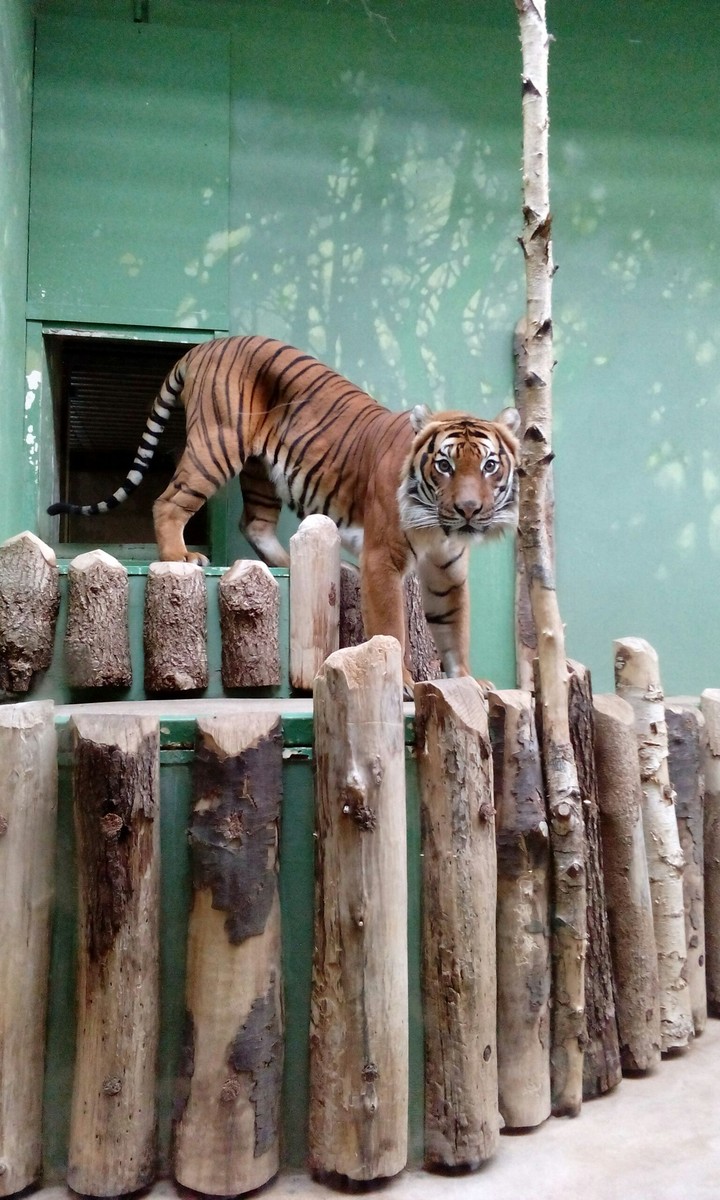 Tiger