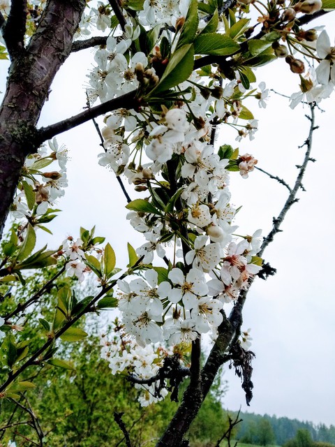 cherry blossom