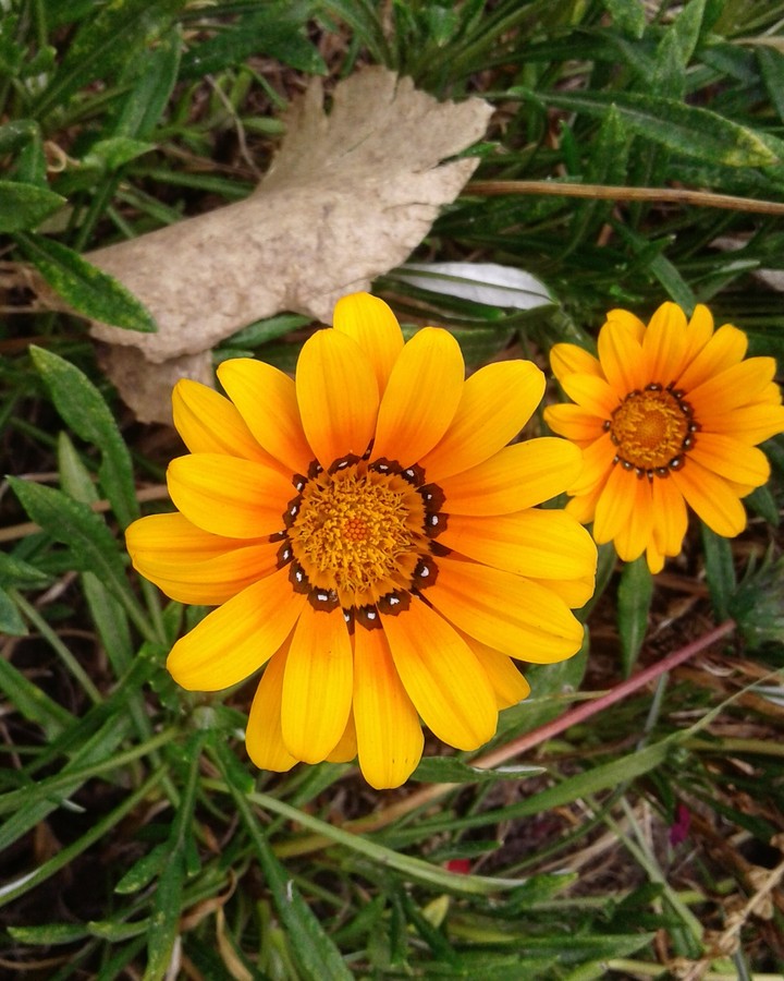 Flowers