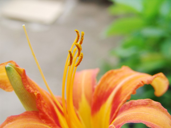Flower
