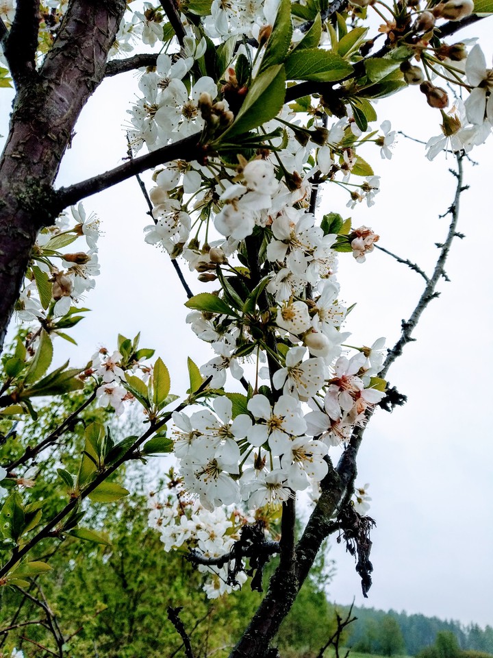 cherry blossom