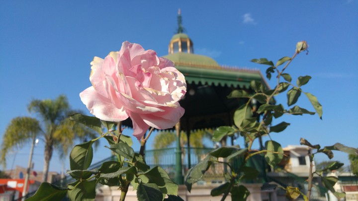 rose exotic