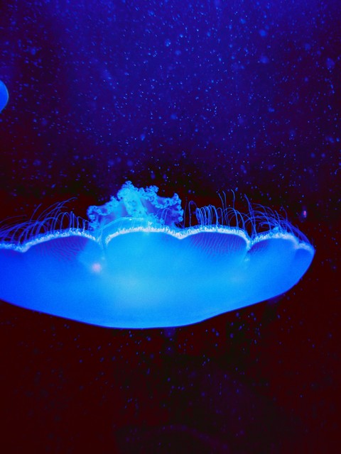 blue floating jellyfish
