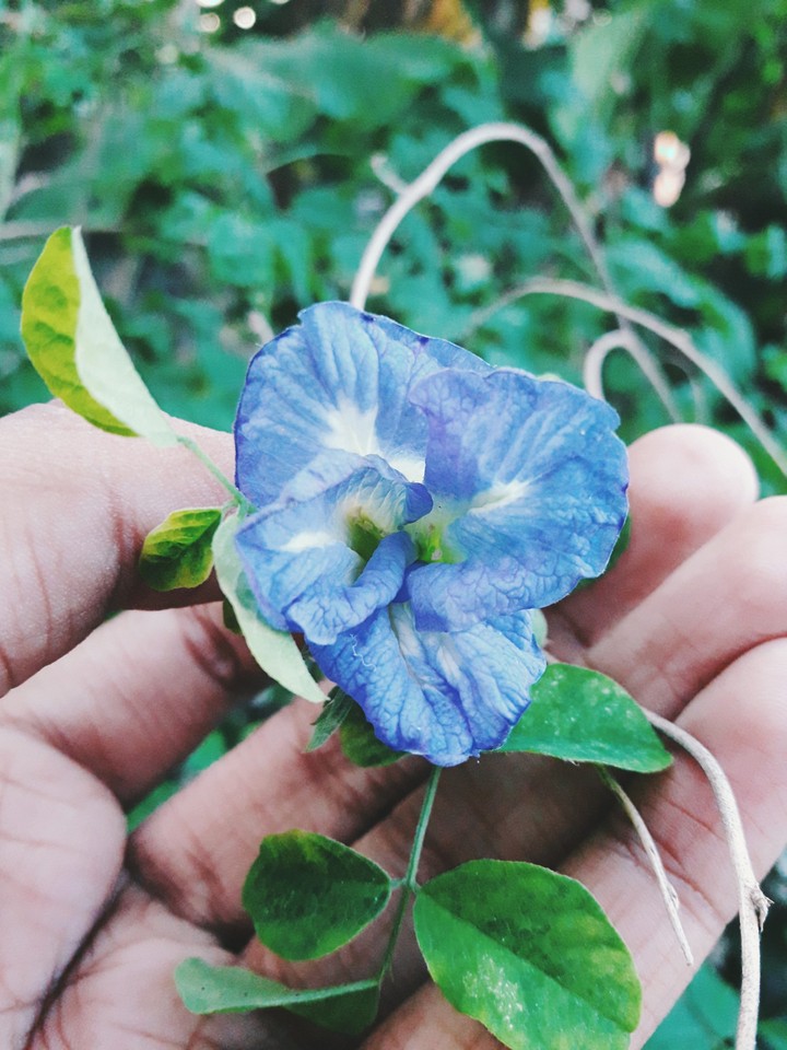 flower in  hand