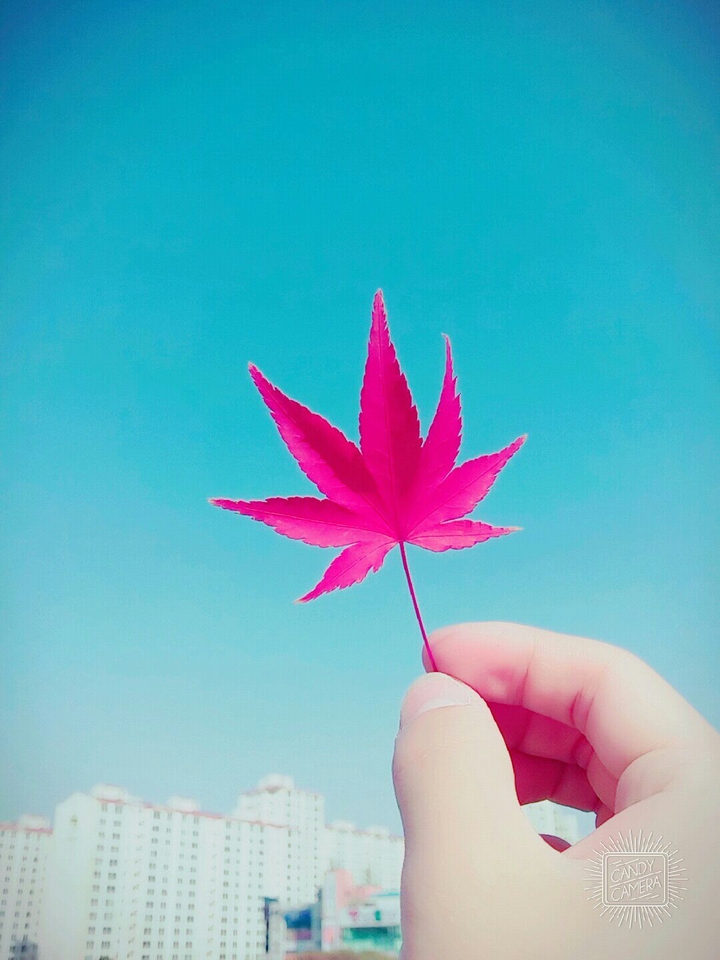 MAPLE