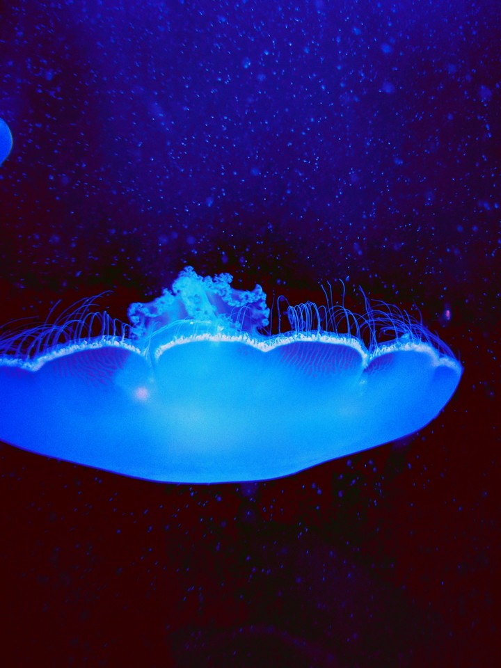 blue floating jellyfish