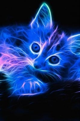 Gato