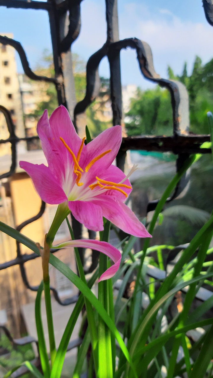 Rain Lily
