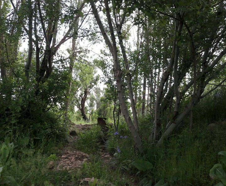 garden
