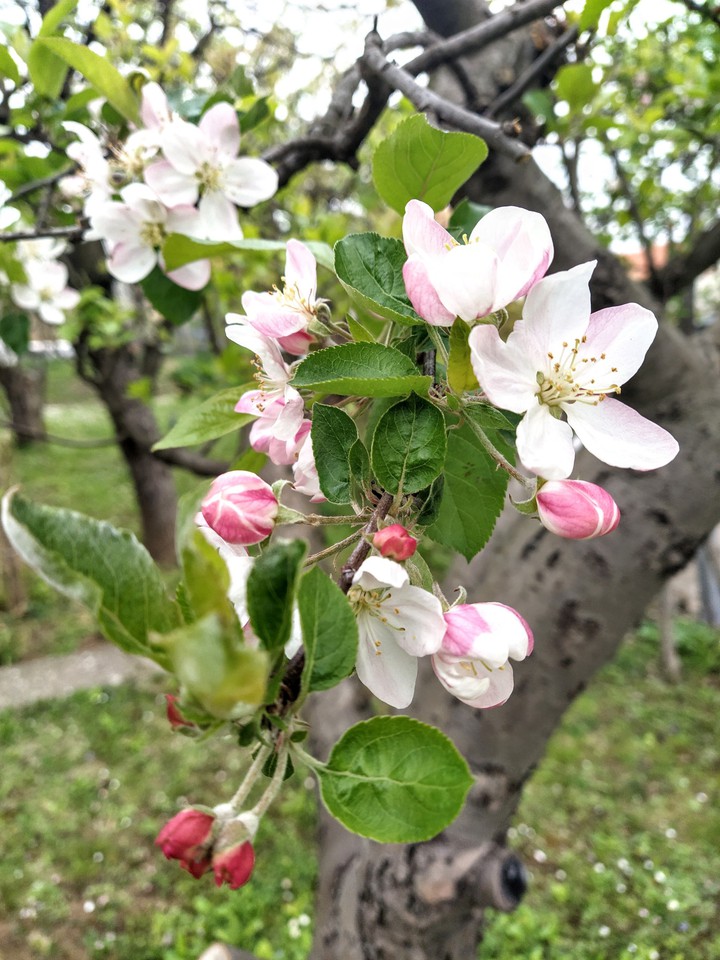Apple tree